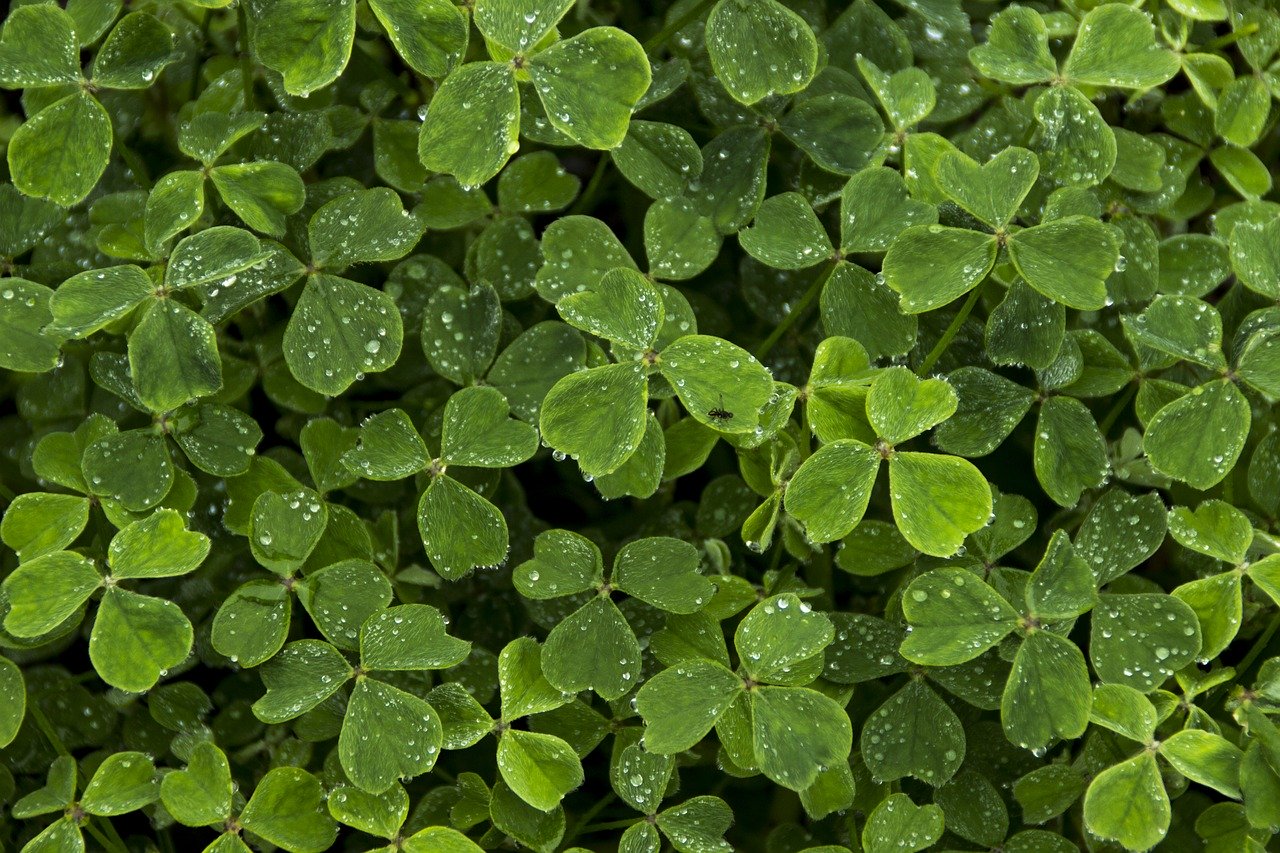 close up image of a patch of green clovers for St. Patrick's Day in Park City