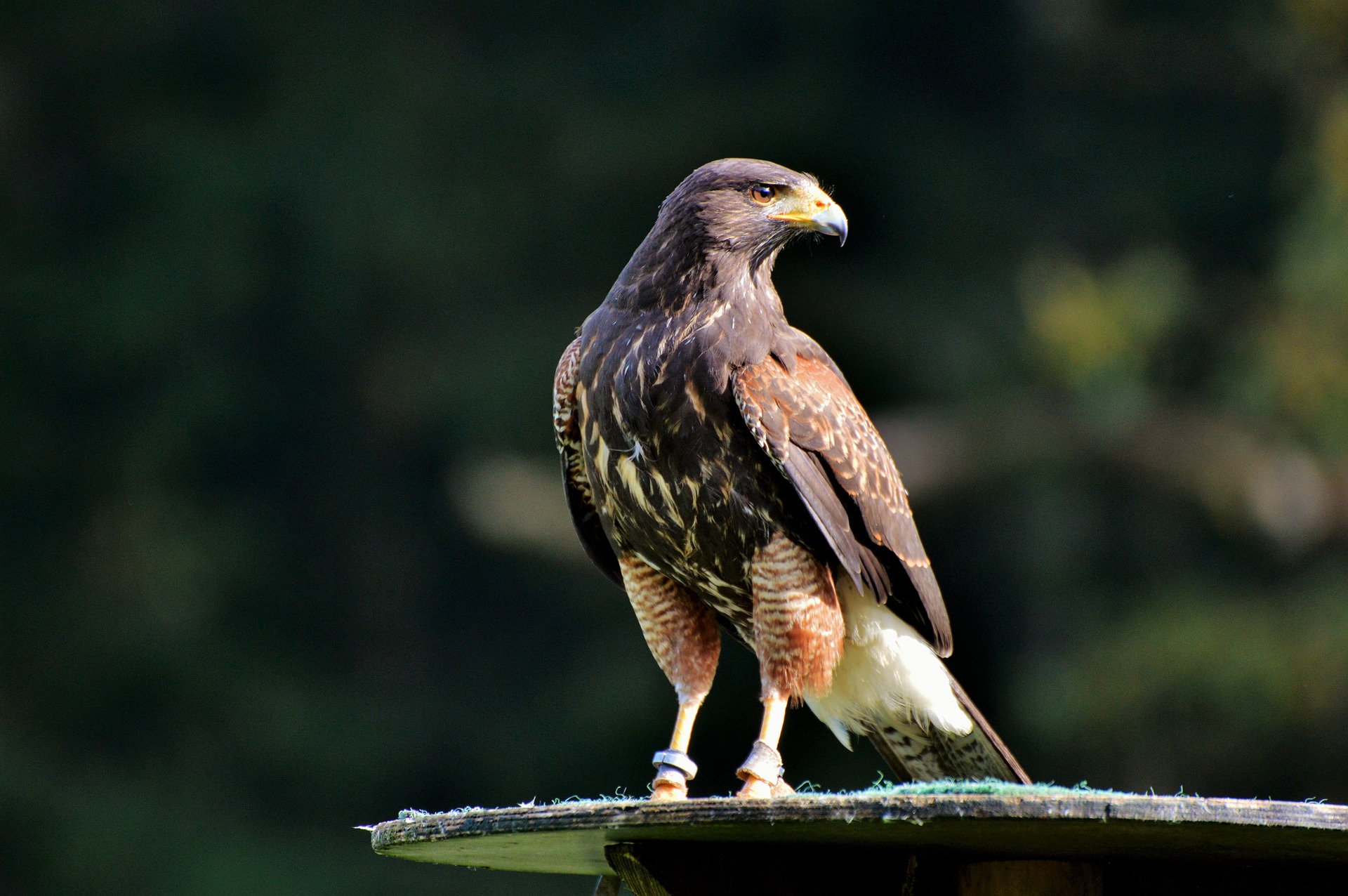 Enjoy park city activities like falconing