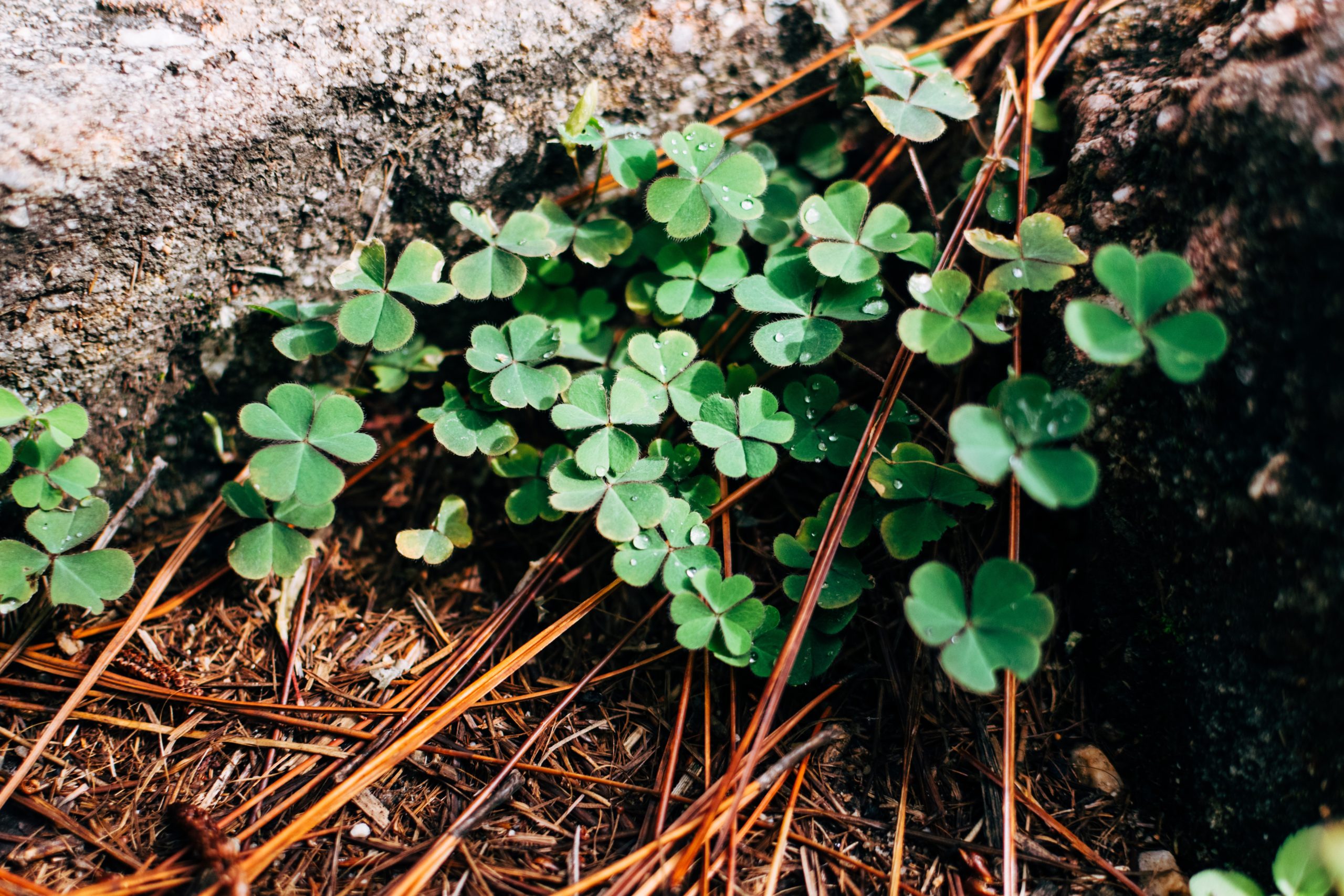 Green Four Leaf Clovers for St Patricks Day Rentals in Utah.