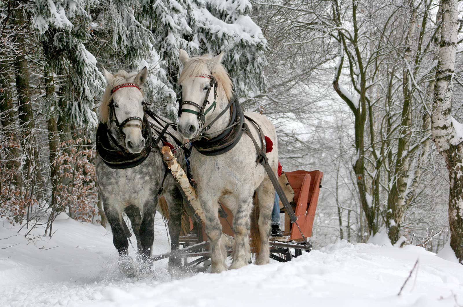 Horse Drawn Sleigh Ride on the Mountains Outside Our Empire Pass Vacation Rentals.