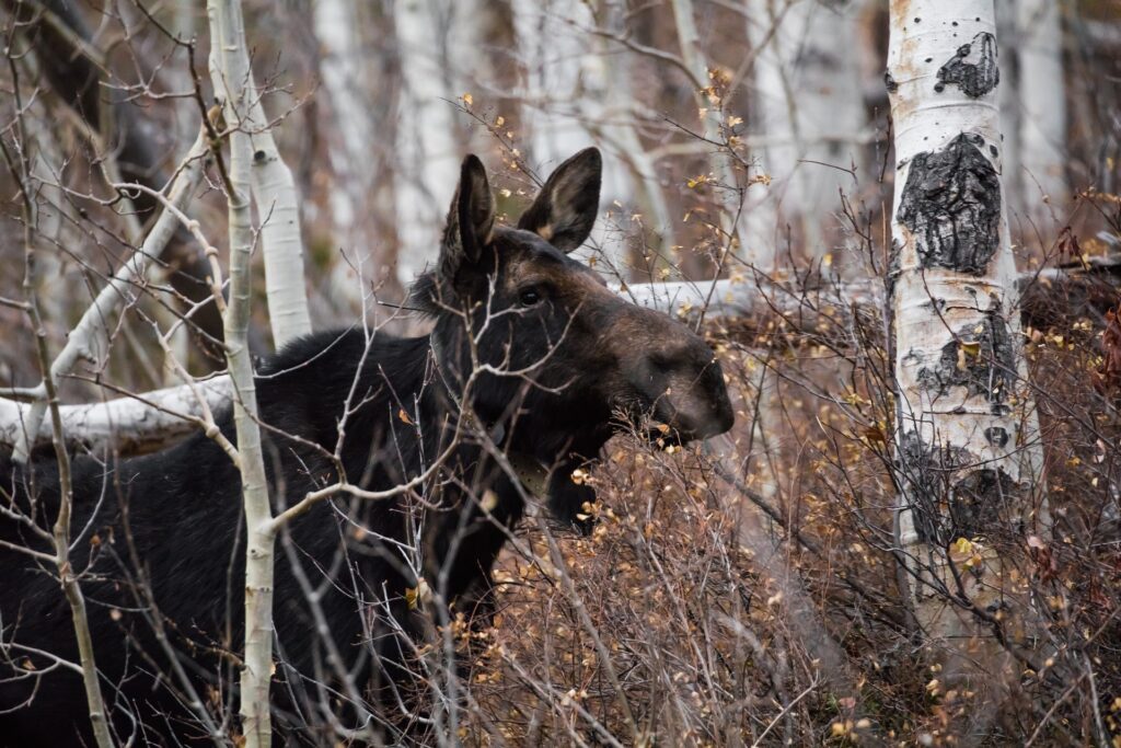 Moose in Park City