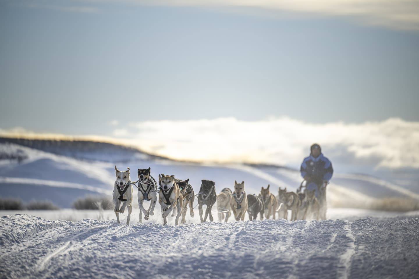 Sun glistened snow with dogs pulling a dog sled with a man driving.